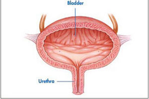 bladder bladder